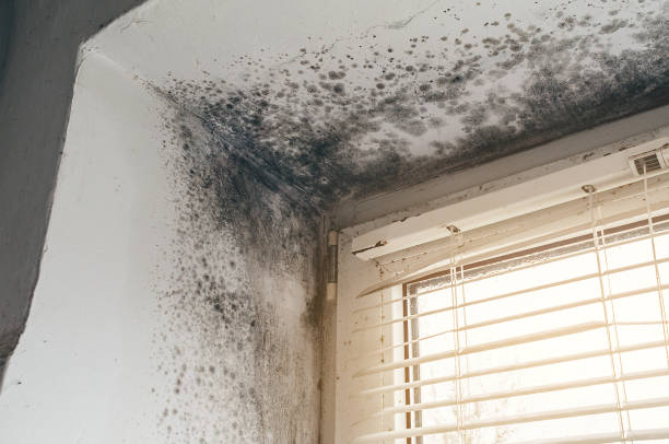 Affordable Bathroom Mold Removal solutions in Linden, TX