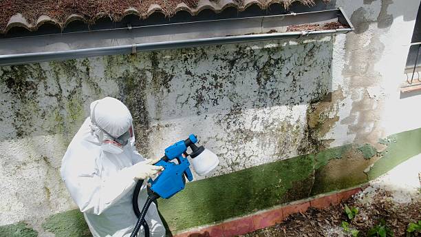 Top rated local Bathroom Mold Removal specialists in Linden, TX